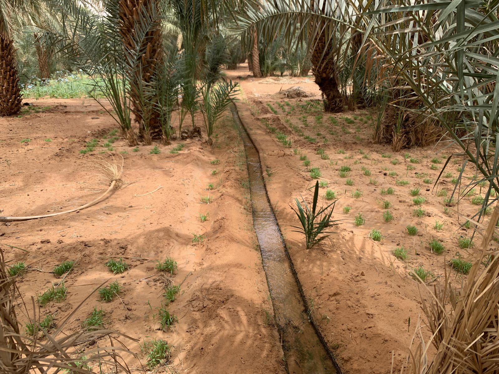 Field-research: Algerian Sahara 12
