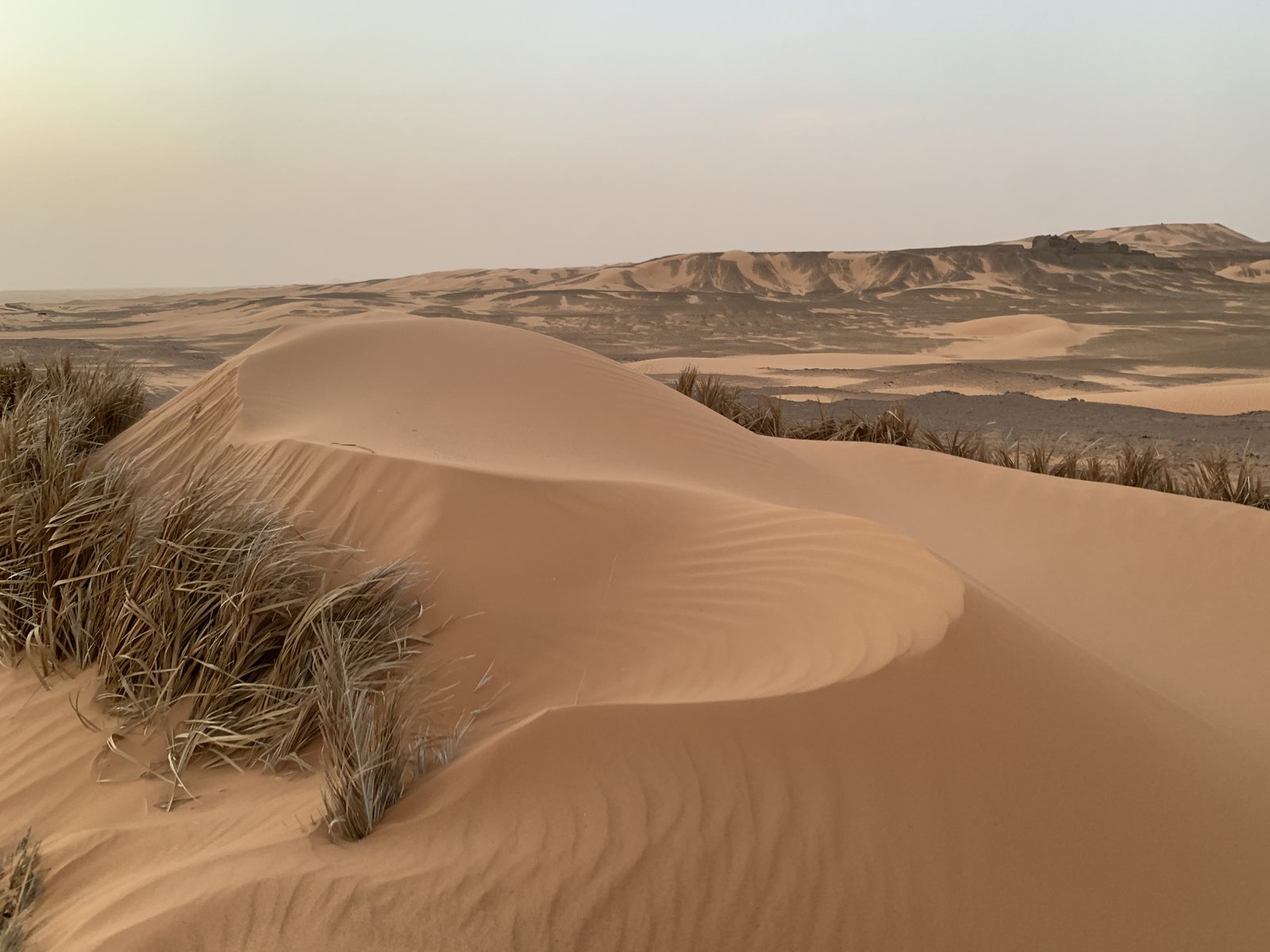 Field-research: Algerian Sahara 27