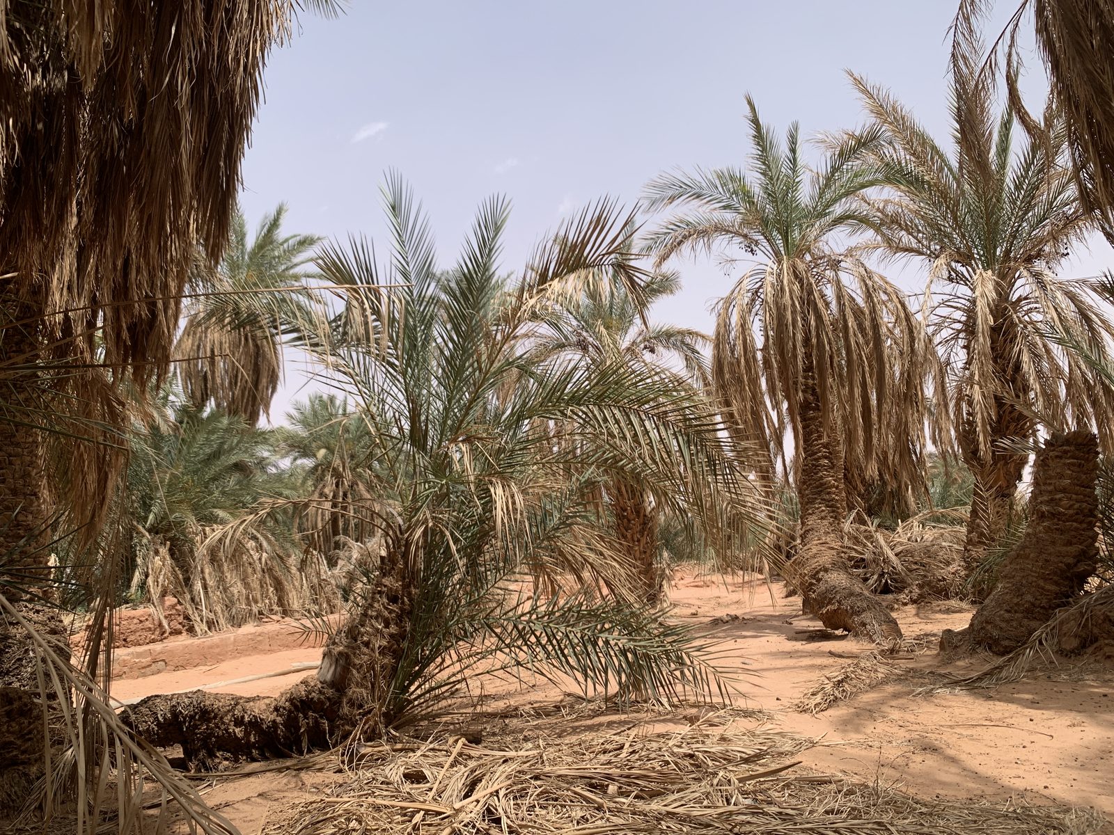 Field-research: Algerian Sahara 34