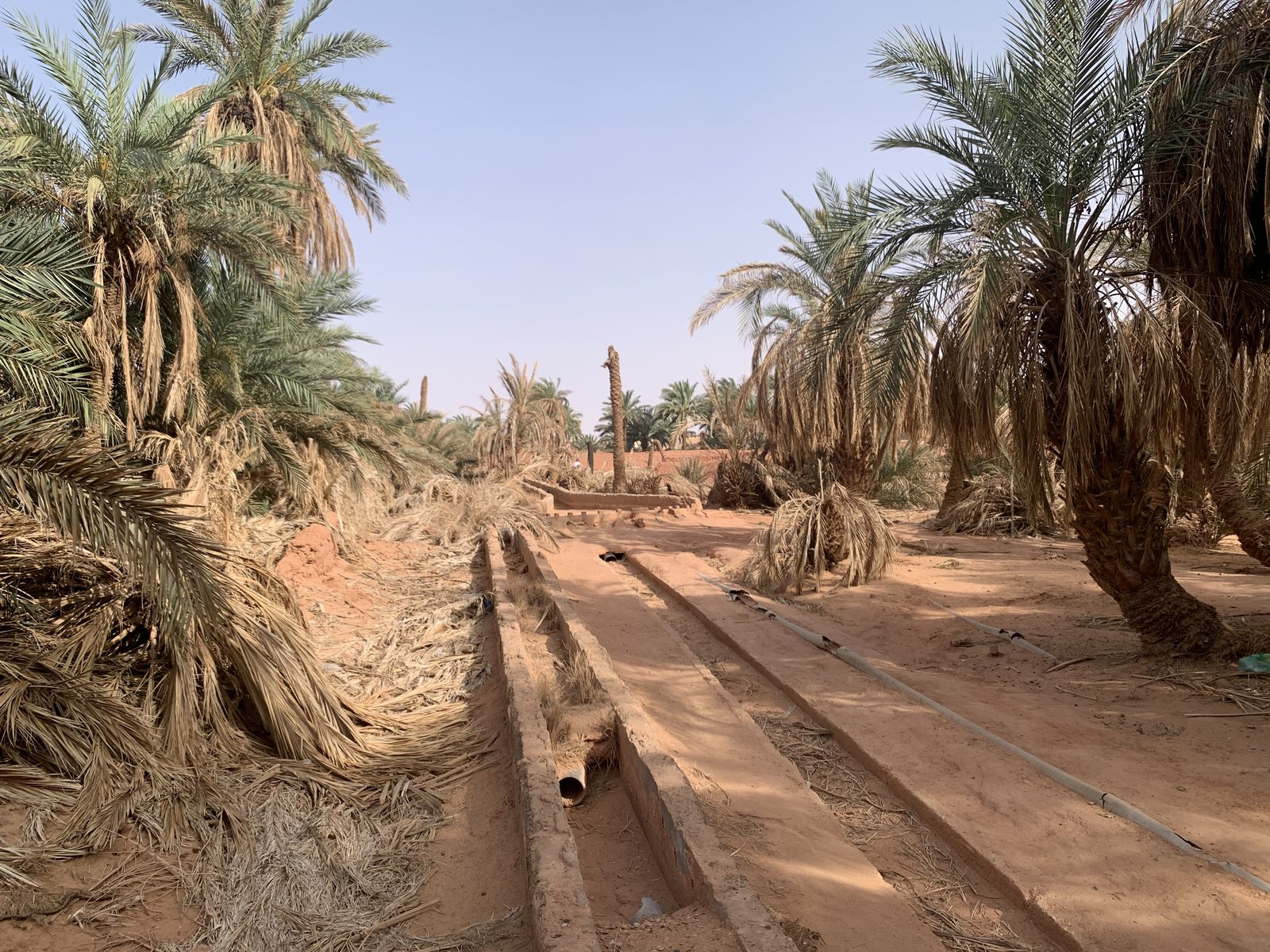 Field-research: Algerian Sahara 35