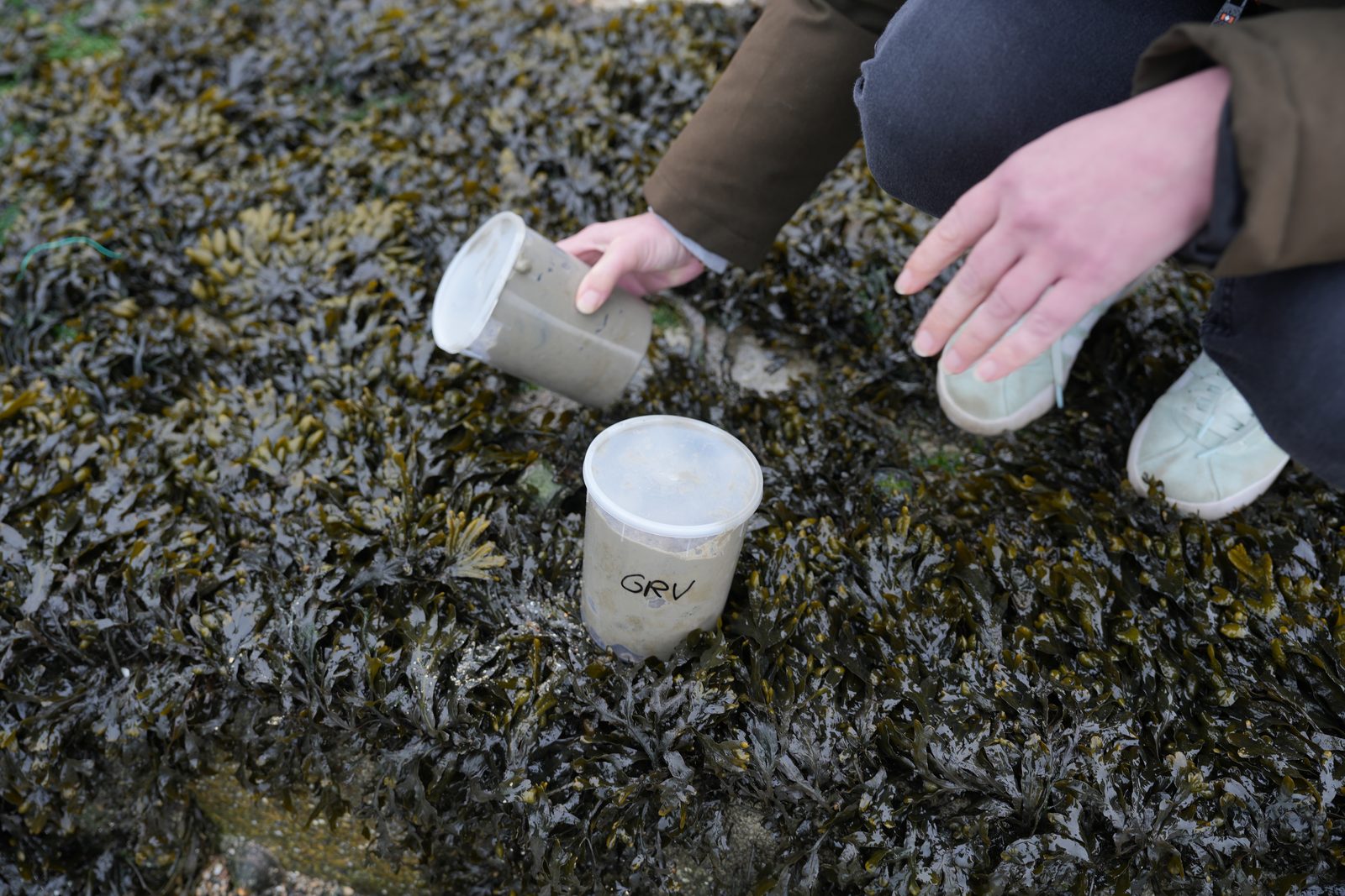 Field-research: Cotentin 06