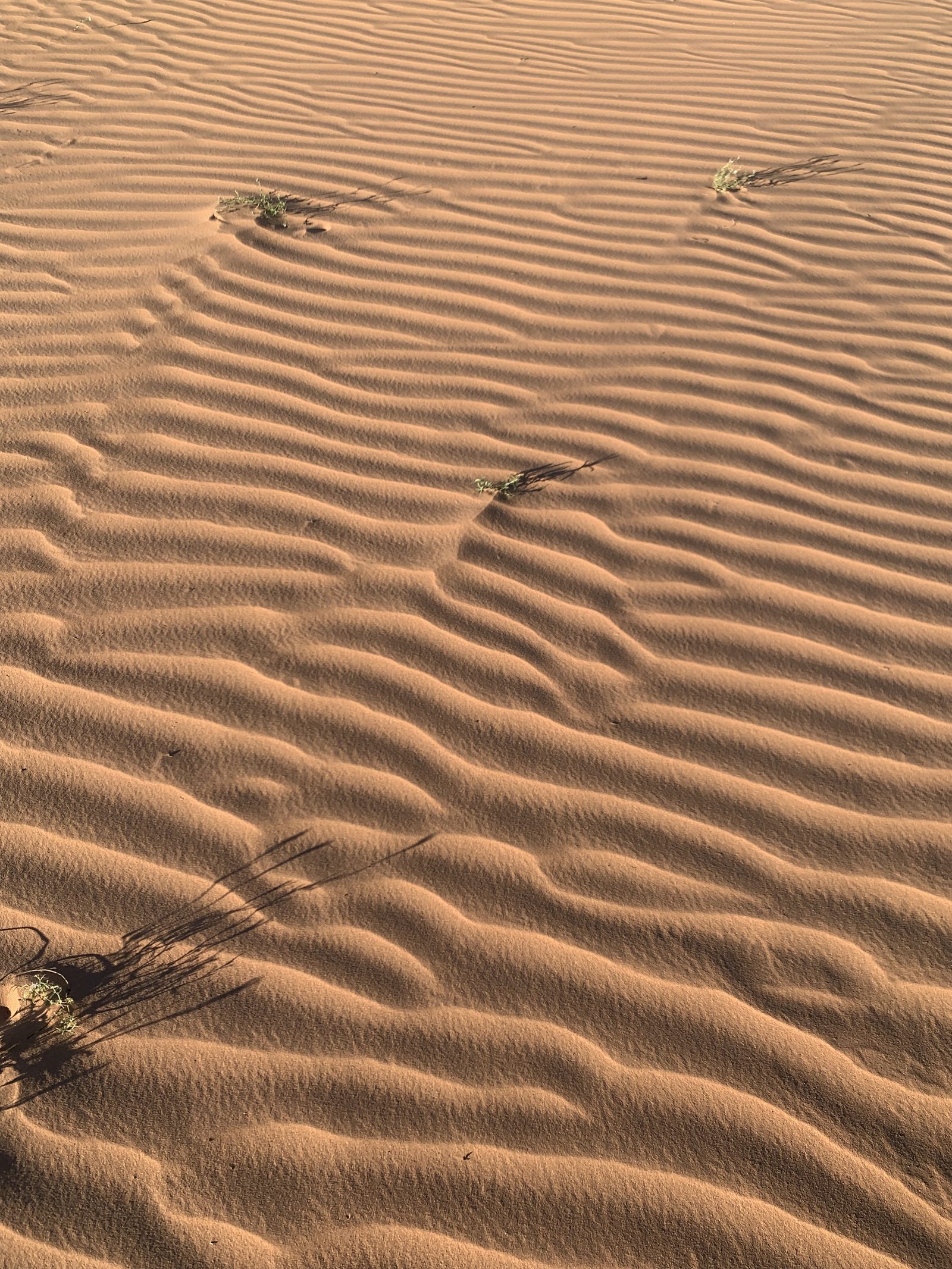 Field-research: Moroccan Sahara 08