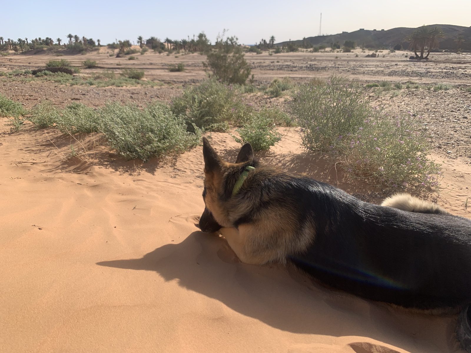 Field-research: Moroccan Sahara 15
