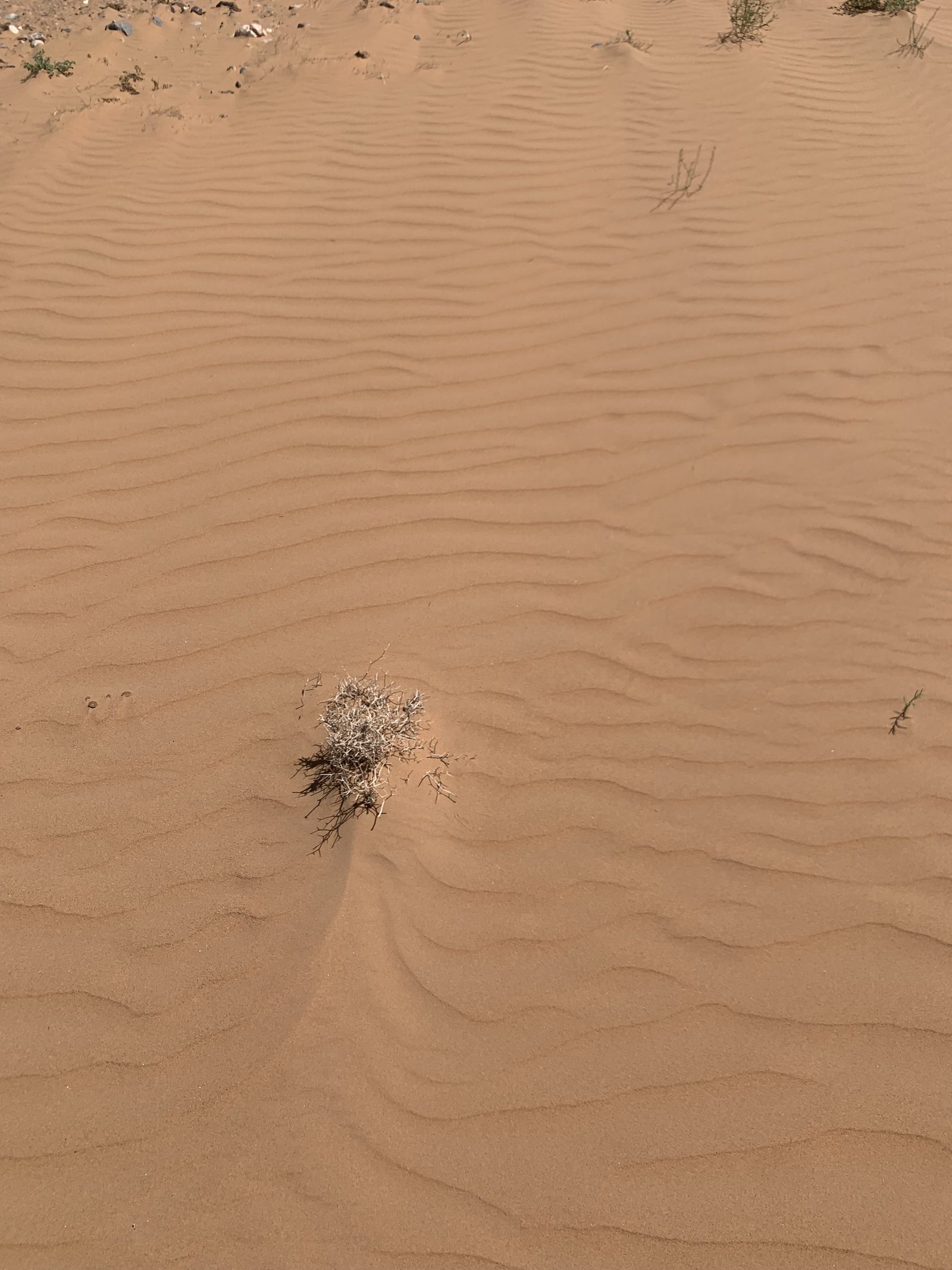 Field-research: Moroccan Sahara 17