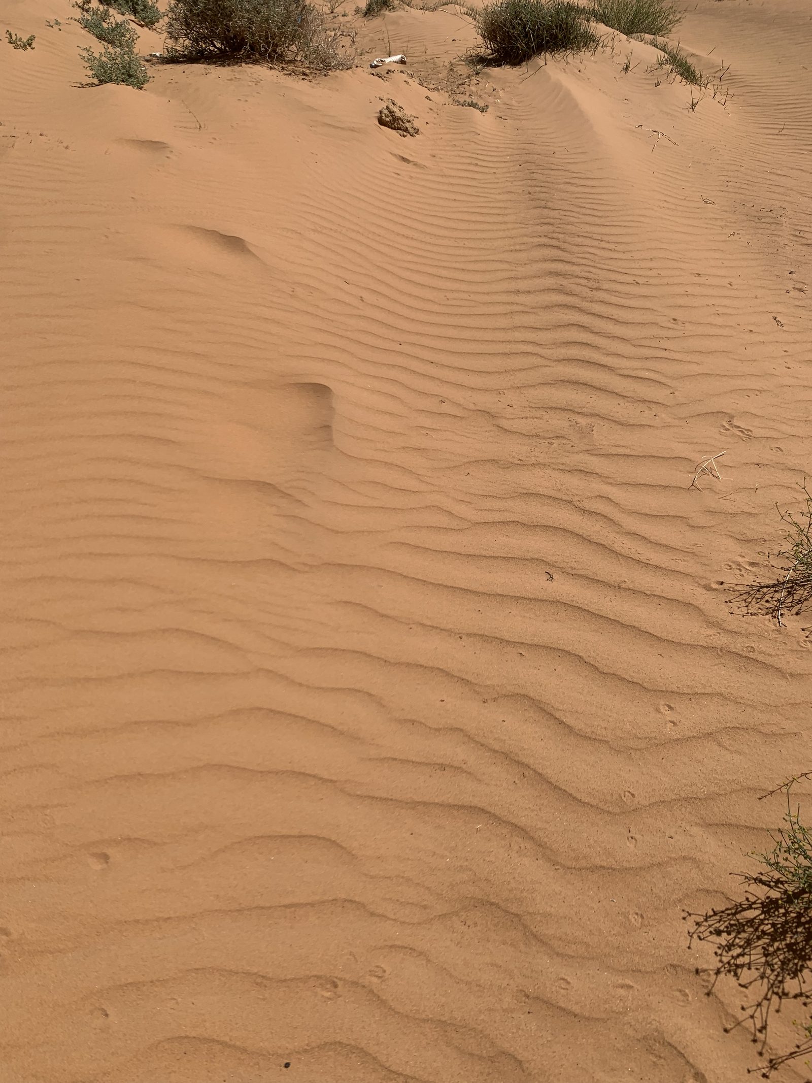 Field-research: Moroccan Sahara 22