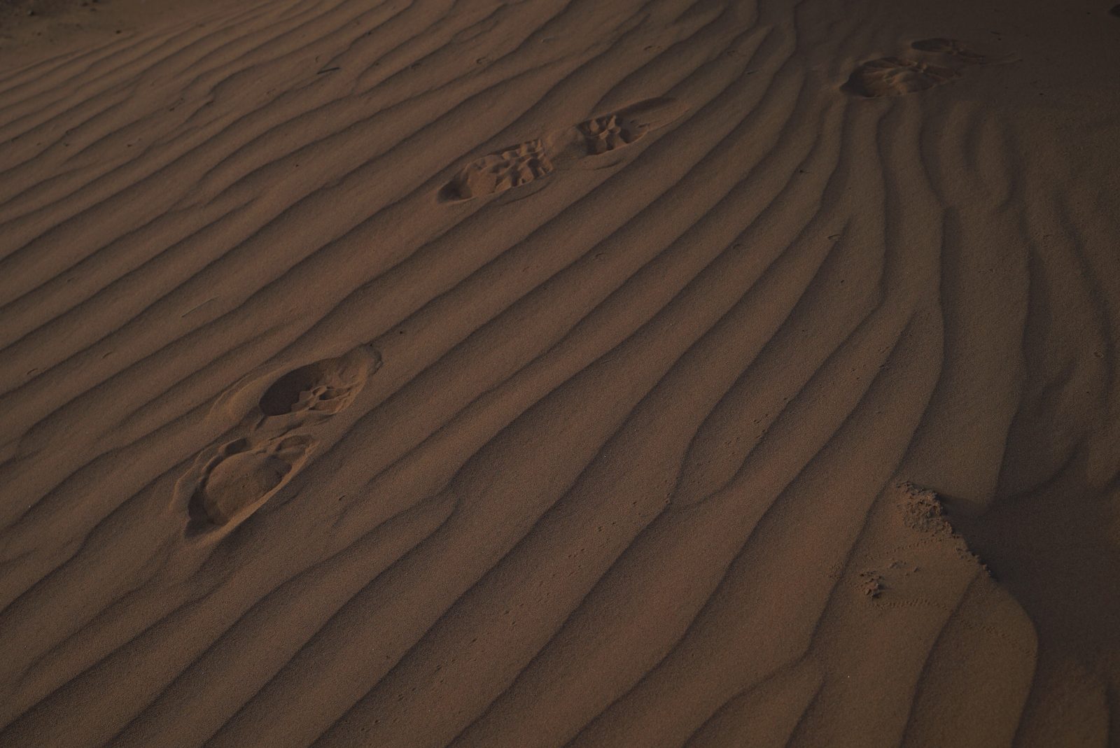 Field-research: Moroccan Sahara 36