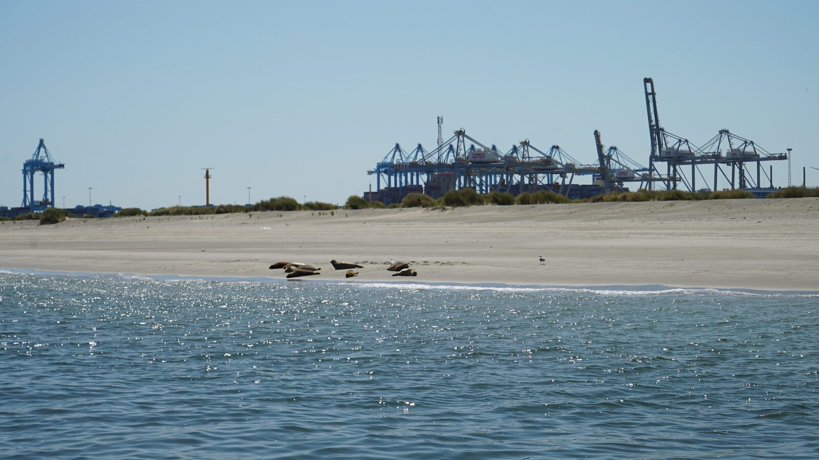 Field-research: Maasvlakte