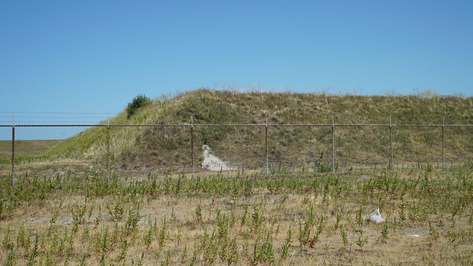 Field-research: Maasvlakte